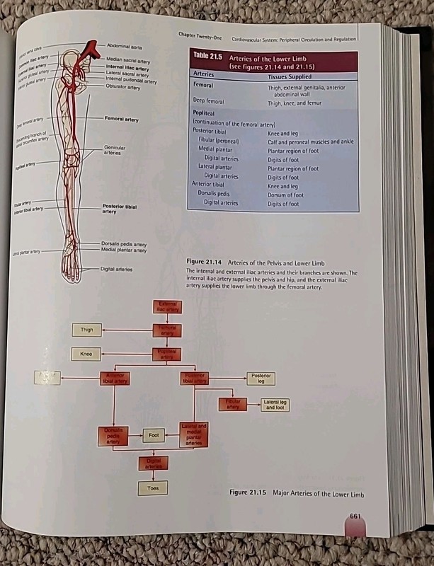 Anatomy and Physiology 5th Edition Hardback Seely Stephens Tate 2000 McGraw Hill gallery