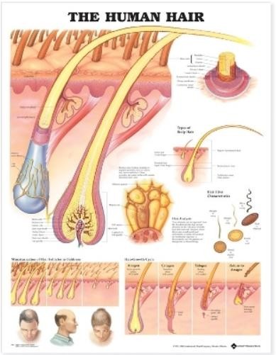 The Human Hair Anatomical Chart (Poster) (UK IMPORT)
