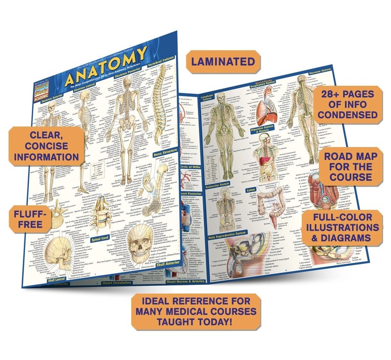 Brand New: Full Size Anatomy Tri-fold Laminated Study Guide Quick Study Aide  gallery