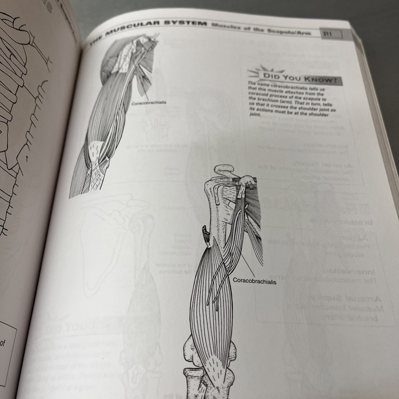 Musculoskeletal Anatomy Coloring Book by Joseph E. Muscolino (2009, Trade... gallery