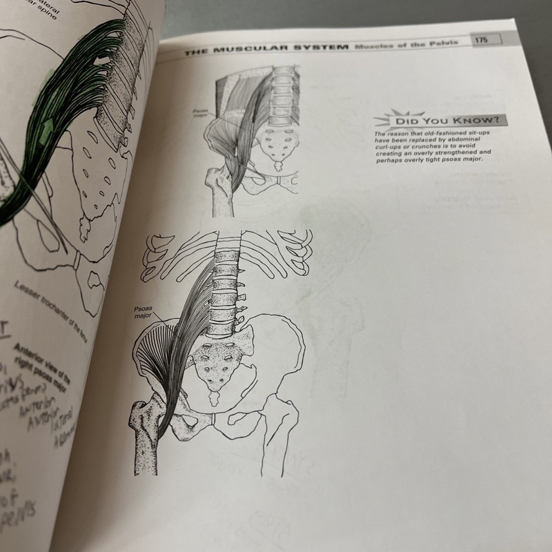 Musculoskeletal Anatomy Coloring Book by Joseph E. Muscolino (2009, Trade... gallery