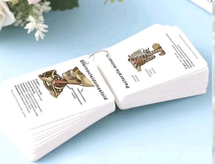 100 Card Medical Anatomy Flash Cards Bones And Muscles Labeled Easy To Carry gallery