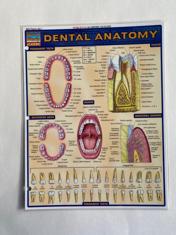 DENTAL ANATOMY (QUICKSTUDY: ACADEMIC) By Inc. Barcharts Teeth Mouth gin LIKE NEW
