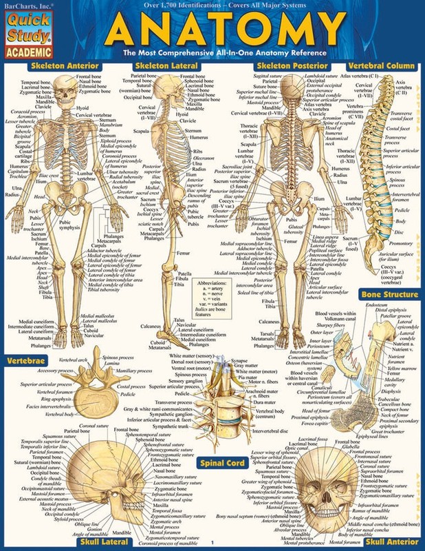 Brand New: Full Size Anatomy Tri-fold Laminated Study Guide Quick Study Aide  gallery