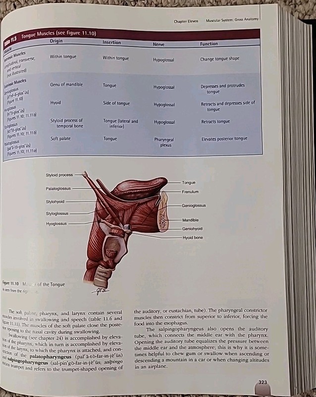 Anatomy and Physiology 5th Edition Hardback Seely Stephens Tate 2000 McGraw Hill gallery