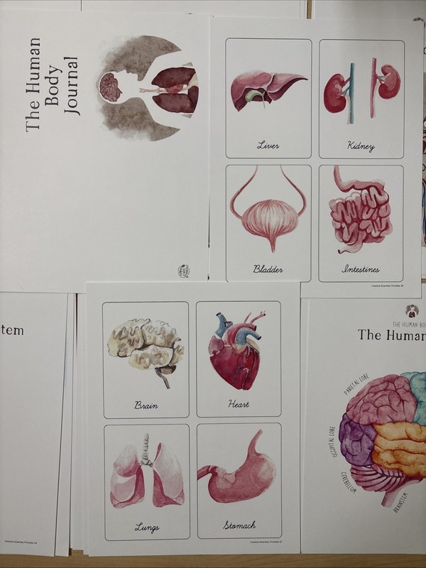 How Wee Learn Homeschool Curriculum Printables Kindergarten Science Animals Set gallery