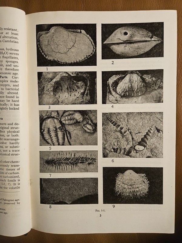 INVERTEBRATE FOSSILS By Raymond C. Moore & Cecil G. Lalicker - Hardcover gallery