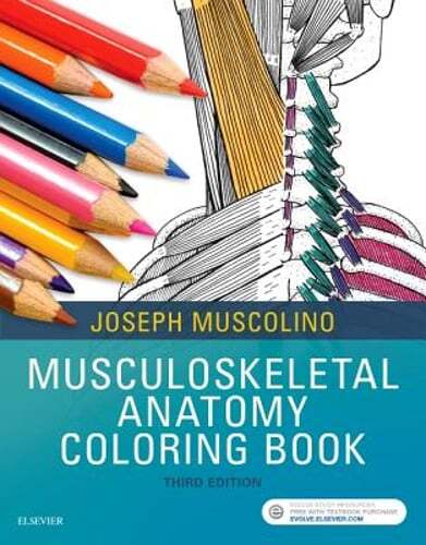 Musculoskeletal Anatomy Coloring Book by DC Muscolino, Joseph E, Dr.: Used