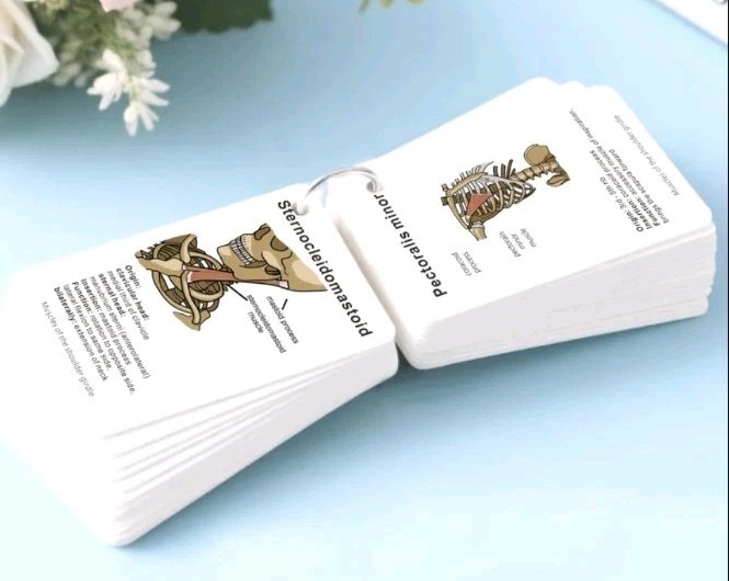 100 Card Medical Anatomy Flash Cards Bones And Muscles Labeled Easy To Carry gallery