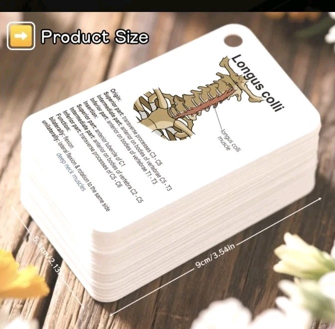 100 Card Medical Anatomy Flash Cards Bones And Muscles Labeled Easy To Carry gallery