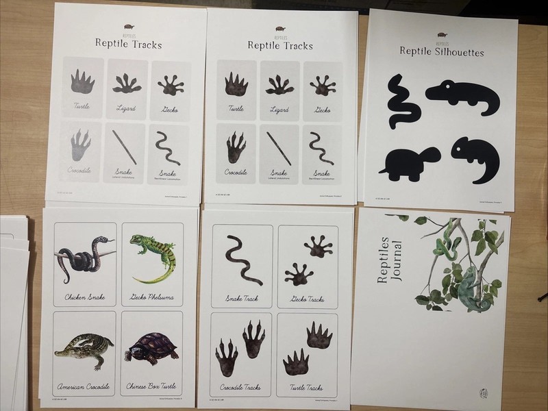 How Wee Learn Homeschool Curriculum Printables Kindergarten Science Animals Set gallery